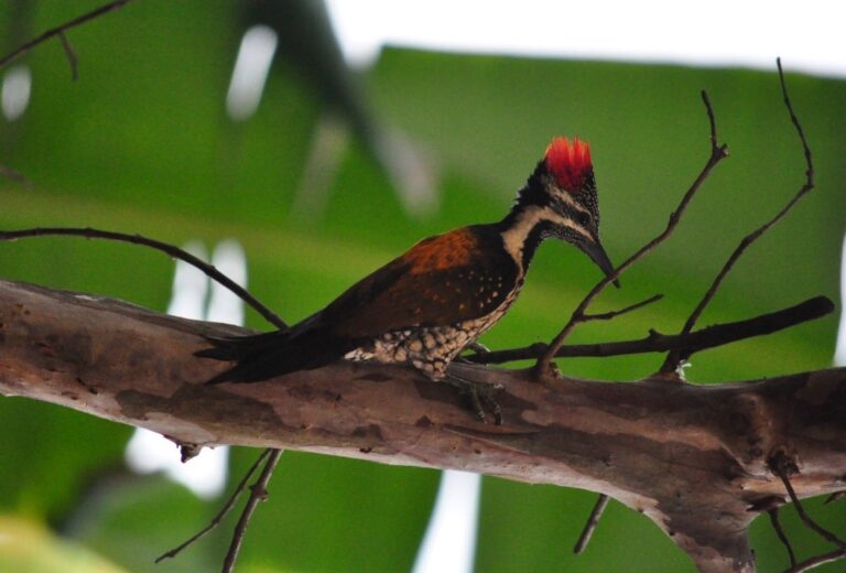 Golden-backed Woodpecker