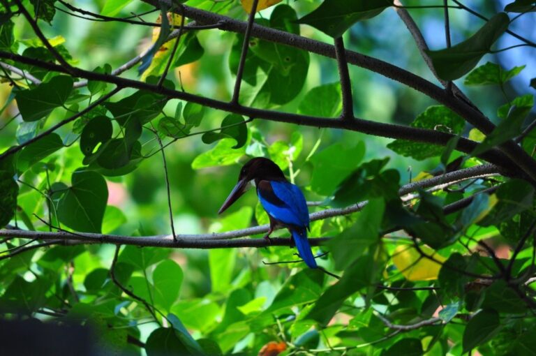White-breasted Kingfisher