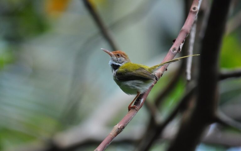 Common Tailorbird